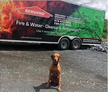 Brown dog sitting on gravel road with SERVPRO trailer behind him